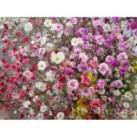 เมล็ดนำเข้าGypsophila Rosea 50เมล็ด/ซอง