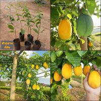 (1ต้น) ต้น เสาวรส หวาน ต้นเสาวรส  เสาวรสหวาน อริฟอร์เลีย Laurifolia Passionfruit / พิสุทธิ์