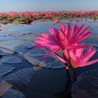 เมล็ดพันธุ์บัวสาย บรรจุ 300 เมล็ด บัวแดง บัวกินสาย