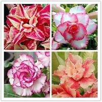 12 เมล็ด เมล็ดพันธุ์ ชวนชม สายพันธุ์ฮอลแลนด์ คละสี Adenium Seeds กุหลาบทะเลทราย Desert Rose ราชินีบอนไซ อัตรางอก 80-90% มีคู่มือปลูก