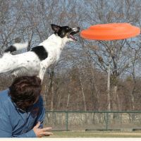 〖Love pets〗 Nowy duży pies zabawka Trainning zabawka dla szczeniąt guma Fetch latający dysk zabawki artykuły dla zwierząt akcesoria dla psów zwierzęta molowe zabawki dla wszystkich psów