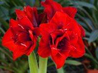 ว่านสีทิศ Amaryllis Double King 1หัว ว่านสี่ทิศสีแดง ดอกซ้อนสีแดงสด สวยและมีกลิ่นหอมอ่อนๆ สินค้านำเข้าจากฮอลแลนด์ ไม้มงคล ไม้สวยงาม เรียกทรัพย์