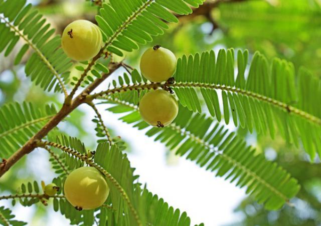 ขายส่ง-100-เมล็ด-เมล็ดมะขามป้อม-เมล็ดพันธุ์สำหรับปลูก-มะขามป้อมอินเดีย-indian-gooseberry-ไม้ยืนต้น-สมุนไพรพื้นบ้าน-ต้นไม้ประจำจังหวัดสระแก้ว