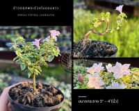 ข้าวตอกพระร่วงใบขอบขาว ? กระถาง 3 นิ้ว Serissa foetida variegated บอนไซจิ๋ว ซากุระแคระ bonsai mini bonsai