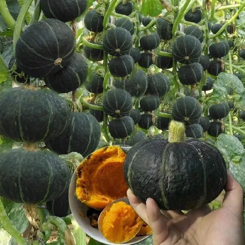 Rare Japanese Pumpkin Seeds Japanese Kabocha Vegetable Seeds Bonsai