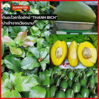 ? ต้นอะโวคาโดยักษ์ "THANH BICH" นำเข้าจากเวียดนาม ต้นอโวคาโดแบบเพาะเมล็ด ? สูง 60-80เซ็น ติดผลตลอดปี ให้ผลผลิตสูง