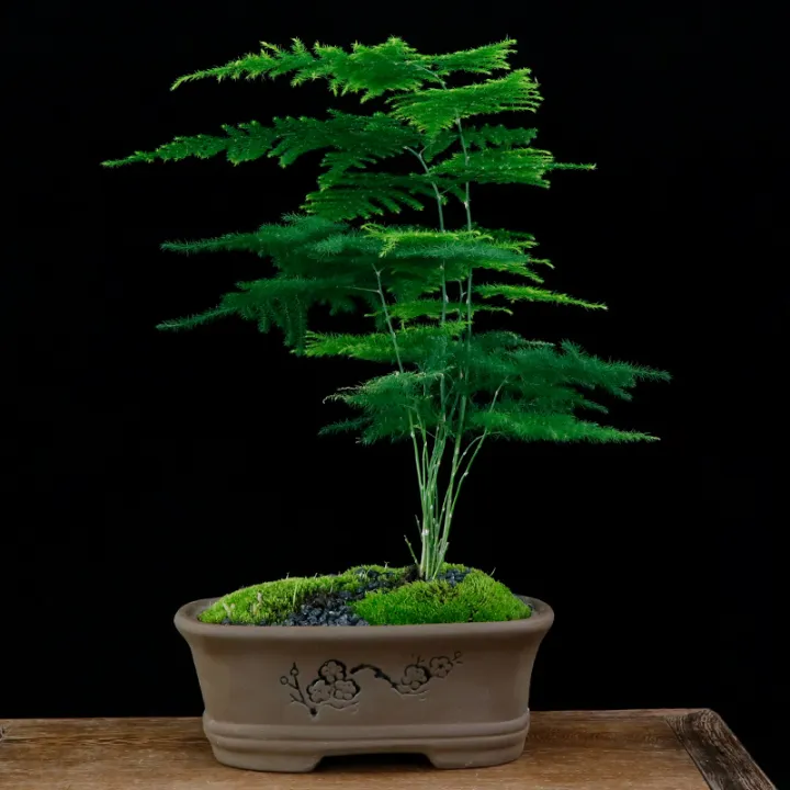 （sd1755 seeds）Asparagus setaceus (Kunth) Jessop seeds Lazada PH