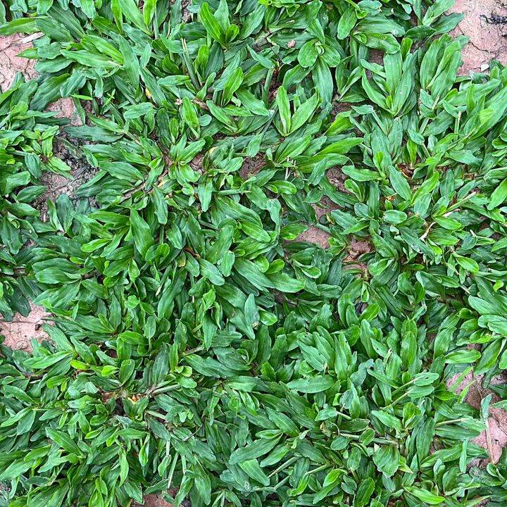 ขายส่ง 10,000 เมล็ด เมล็ดหญ้าไทเป หญ้ามาเลเซียแคระ Broadleaf Carpet