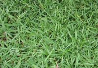 ขายถูก 1 กิโลกรัม เมล็ดหญ้าญี่ปุ่น Japanese Lawn Grass หญ้าปูสนาม สนามหญ้า พืชตระกูลหญ้า เมล็ดพันธ์หญ้า สนามหญ้าและสวน