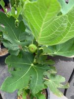 พันธุ์ Khurtmani Red Israel Figs ต้นมะเดื่อฝรั่ง ต้นสมบูรณ์มาก รากแน่นๆ มีผลขนาดใหญ่ จัดส่งพร้อมกระถาง 6 นิ้ว ลำต้นสูง 50 ซม ต้นไม้แข็งแรงทุกต้น