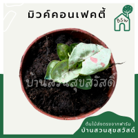 Syngonium milk confetti สีชมพูพาสเทล