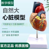 1:1 human heart anatomy model B super colour to exceed the heart medical natural big heart teaching