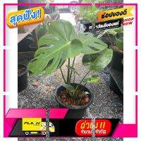 [ สินค้ามาใหม่ Gift ] มอนสเตอร่า ไจแอน Monstera Jiant ไม้ฟอกอากาศยอดฮิด [ โปรโมชั่นสุดคุ้ม ลดราคากระหน่ำ ]