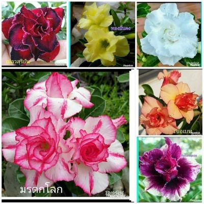 12 เมล็ด เมล็ดพันธุ์ ชวนชม สายพันธุ์ฮอลแลนด์ คละสี Adenium Seeds กุหลาบทะเลทราย Desert Rose ราชินีบอนไซ อัตรางอก 80-90% มีคู่มือปลูก