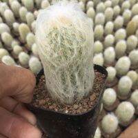 โปรดีล คุ้มค่า ใส่ BYJAME100 ลดทันที 10% [ถูกสุด] Cactus เอสโพรทัว พ่อเฒ่า ขนาด 7-10 ซม เพชร แคคตัส ของพร้อมส่ง พรรณ ไม้ น้ำ พรรณ ไม้ ทุก ชนิด พรรณ ไม้ น้ำ สวยงาม พรรณ ไม้ มงคล