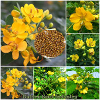 พร้อมสต็อกในประเทศไทย เมล็ดพันธุ์ ขี้เหล็ก Cassia Seeds Flower Seeds พันธุ์ดอกไม้ ดอกไม้จริง บรรจุ 100 เมล็ด คุณภาพดี เมล็ดพันธุ์พืช ต้นไม้ประดับ ต้นดอกไม้สวยๆ พันธุ์ไม้หายาก ต้นไม้มงคล พันธุ์ไม้ดอก ต้นไม้ฟอกอากาศ เมล็ดดอกไม้ ของแต่งสวน