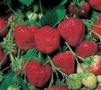 เมล็ดพันธุ์ Strawberry สายพันธุ์ Tioga 50 เมล็ด เมล็ดพันธุ์นำเข้าจาก ยุโรป