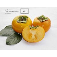 กล้าพลับหวาน ?? พันธุ์ ฟูยู่ ( Fuyu Persimmon )