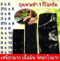 ถุงเพาะ ถุงเพาะชำ ต้นไม้ ดอกไม้ สีดำแบบเจาะรู (ขายเป็นโล) (หน่วยเป็นนิ้ว) เหนียว เนื้อมัน จัดส่งไว้ เจาะรุระบายน้ำ