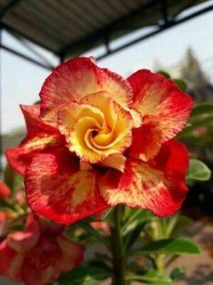 5 เมล็ด ชวนชม ลั่นทม ลั่นทมยะวา กุหลาบทะเลทราย ไต้หวัน สายพันธุ์ Orange hybrid สีส้ม Adenium obesum Desert rose Seed ปลูกเลี้ยงง่าย ทนต่อสภาพแห้งแล้ง