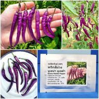 เมล็ดพันธุ์ พริกสีม่วง บูเอน่า มูเลต้า Buena Mulata Pepper Seed 15 เมล็ด คุณภาพดี ราคาถูก ของแท้