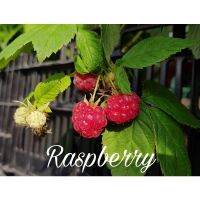 ( โปรสุดคุ้ม... ) Raspberry Autumn First  ต้นราสเบอรี่ ผลสีแดง  ราคาถูกสุด พรรณ ไม้ น้ำ พรรณ ไม้ ทุก ชนิด พรรณ ไม้ น้ำ สวยงาม พรรณ ไม้ มงคล