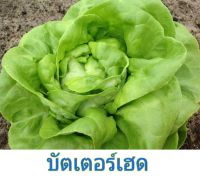 เมล็ดพันธุ์ผักสลัด บัตเตอร์เฮด (ราคาประหยัด) 100 seed ขึ้นพร้อมคำแนะนำการปลูก