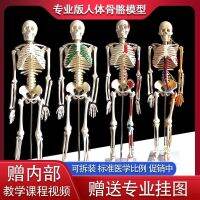 With biotin skeletal constructive model biological medical teaching sketch can move laboratory furnishing articles real