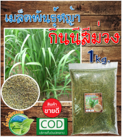 เมล็ดหญ้ากินนีสีม่วง (Purple Guinea Grass) (ใหม่!! เกรด A) 1 กิโลกรัม