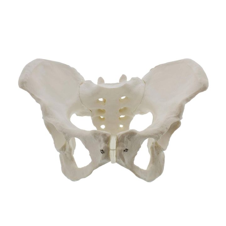 Life Size Female Pelvis Model, Hip Model - Female Anatomy Model, Hip ...