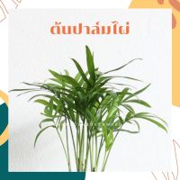 ต้นปาล์มไผ่ พร้อมกระถาง4นิ้ว