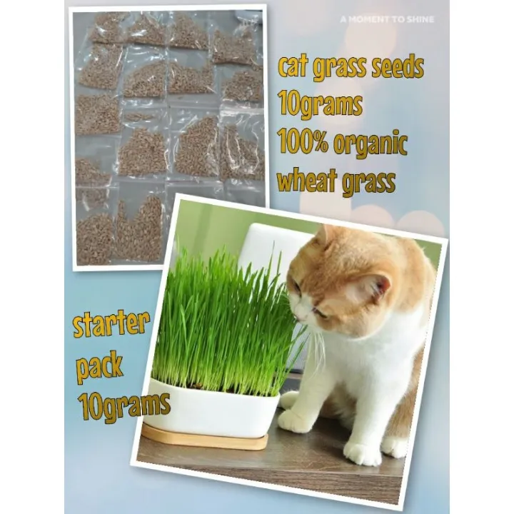 Cat grass seeds (wheat seeds) 100g Lazada PH