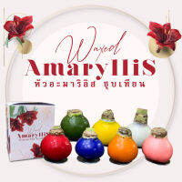 หัวว่านสี่ทิศ ชุบเทียน 1 หัว ติดสปริงตั้งโต๊ะ พร้อมกล่องของขวัญ Waxed amaryllis bulb 1 bulb with box