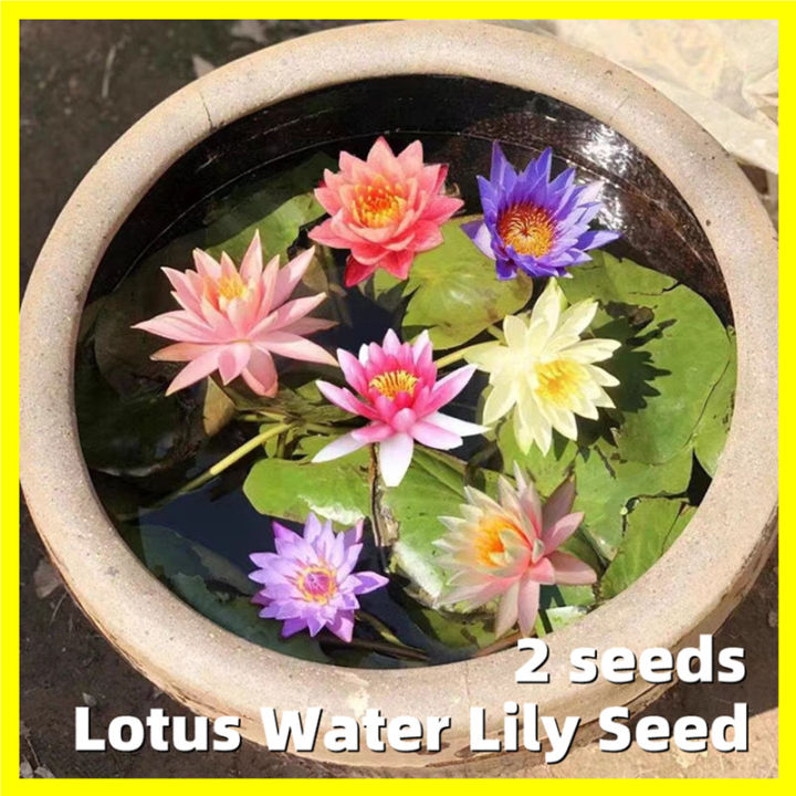 Water Lily Seeds - 2 Seeds Random Color Lotus Water Lily Seed Flower ...