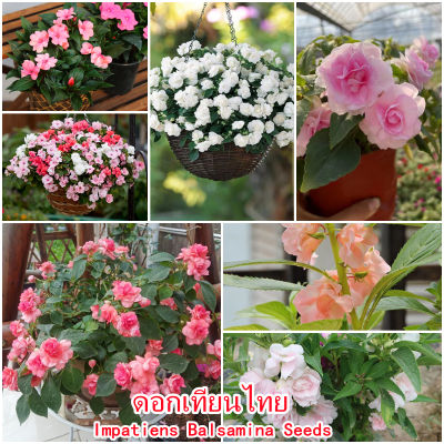 เก็บเงินปลายทาง COD 200แคปซูลต่อแพ็ค Impatiens Balsamina Plants Seeds เมล็ดพันธุ์ ต้นไม้ประดับ เมล็ดดอกไม้ ต้นไม้ ไม้ประดับ เมล็ด ไม้ดอก พันธุ์ไม้ดอก ต้นดอกไม้ ต้นไม้หายาก ต้น บอนสี เมล็ดบอนสี บอนสีสวยๆ เมล็ดพันธุ์ดอกไม้ อัตราการงอกสูง เมล็ดพันธุ์แท้100%