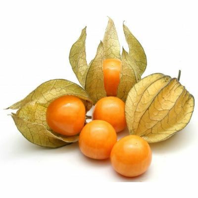 20 เมล็ดพันธุ์ Bonsai เมล็ด เคพกูสเบอร์รี่ บางคนเรียกว่า “โทงเทงฝรั่ง” Cape Gooseberry Seed อัตราการงอกของเมล็ด 80-85%