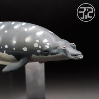 （READYSTOCK ）? Brines Mid-Beak Whale 2016 British Collecta 88761 Simulation Marine Animal Model YY