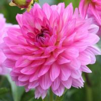 1 หัว/ออเดอร์ รักเร่ Dahlia Bulb สายพันธุ์ Bellini หัวรักเร่ ดอกไม้ หัวหน่อ เหง้า นำเข้า เนเธอร์แลน หัวสดใหม่