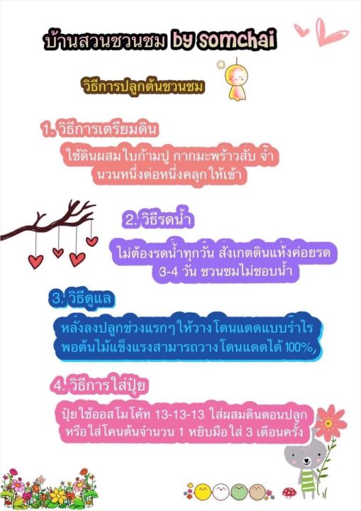 ชวนชมดอกซ้อน-ทวีลาภ-จัดส่งถอนต้น-ขนาดกระถาง6นิ้ว