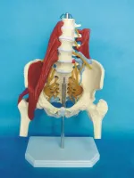 Human lumbar spine with pelvic muscle model between the waist dish outstanding maternal pelvic floor muscle repair demonstrate the sacrum bone