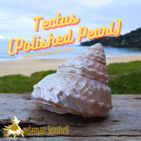 Andaman seashell เปลือกหอย เปลือกหอยนมสาวคลื่น ขัดมุก