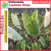 Nadthida Colocasia Lemon Lime ตัดสด ไม่ตัดใบ โคโลคาเซีย เลม่อน ไลม์ Nadtida ต้นไม้ตายระหว่างขนส่ง เคลมฟรี