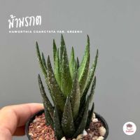 ม้ามรกต Haworthia coarctata var. greenii ฮาโวเทีย ไม้อวบน้ำ กุหลาบหิน cactus&amp;succulentหลากหลายสายพันธุ์