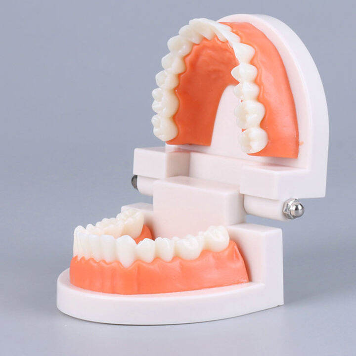 Teeth Model Dentist Student Model For Teaching Dentistry Material