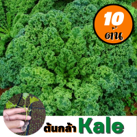 ต้นกล้า เคลใบหยิก คะน้าใบหยิก  Kale 10 ต้น??