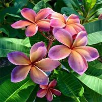 30 เมล็ดพันธุ์ เมล็ด ลั่นทม หรือ ลีลาวดี สายพันธุ์แคระ Frangipani Plumeria Seeds นำเข้าจากฮาวาย อัตราการงอก 80-85%