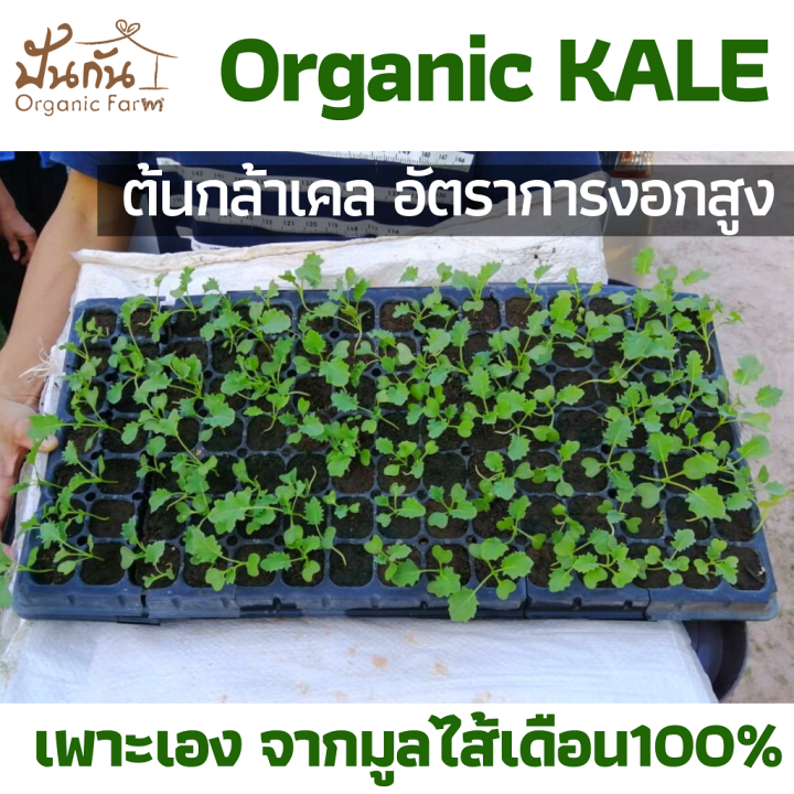 เมล็ดพันธุ์-ผักเคล-kale-70เมล็ด-curly-leaf-kale-ปลูกผัก-ผักสวนครัว-organic-ทานเองไม่ยากเลย-เมล็ดพันธุ์ผัก-เพาะง่าย-งอกดี-คุณภาพสูง-super-food-เคล-อินทรีย์-เป็นเมล็ดพันธุ์ที่ฟาร์มของเราใช้จริง-ปลูกจริง