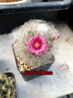 แมมขนแมว Mammillaria Bocasana  ขนาด 3.5-5.5 cm. ส่งแบบล้างราก