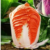 เมล็ดพันธุ์ ผักกาดสีส้ม ผักกาดสีส้ม F1 ( Orange Chinese Cabbage Seed ) บรรจุ 100 เมล็ด ของแท้ 100% ผักกาด