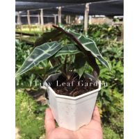 ( โปรสุดคุ้ม... ) ต้นแก้วสารพัดนึก ตัวผู้ Alocasia Polly ราคาถูกสุด พรรณ ไม้ น้ำ พรรณ ไม้ ทุก ชนิด พรรณ ไม้ น้ำ สวยงาม พรรณ ไม้ มงคล